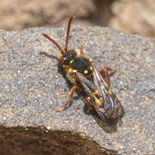Nomada fulvicornis.jpg